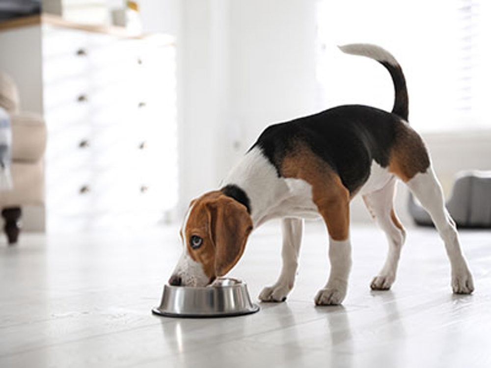 Beagle eating from dog bowl