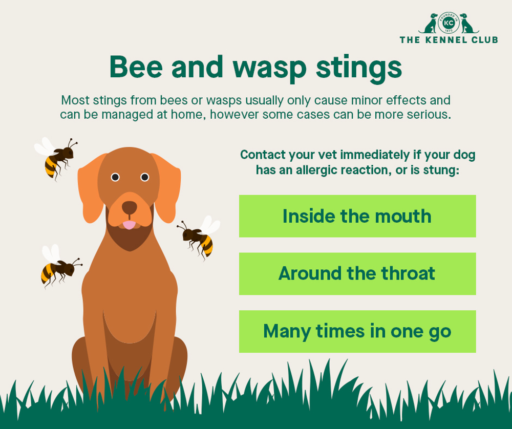 Infographic about bee and wasp stings