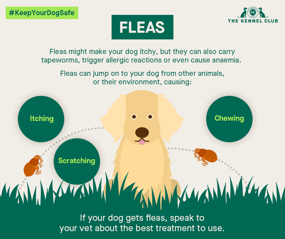 Fleas info graphic