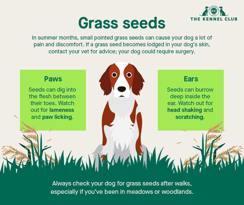 Infographic about grass seeds