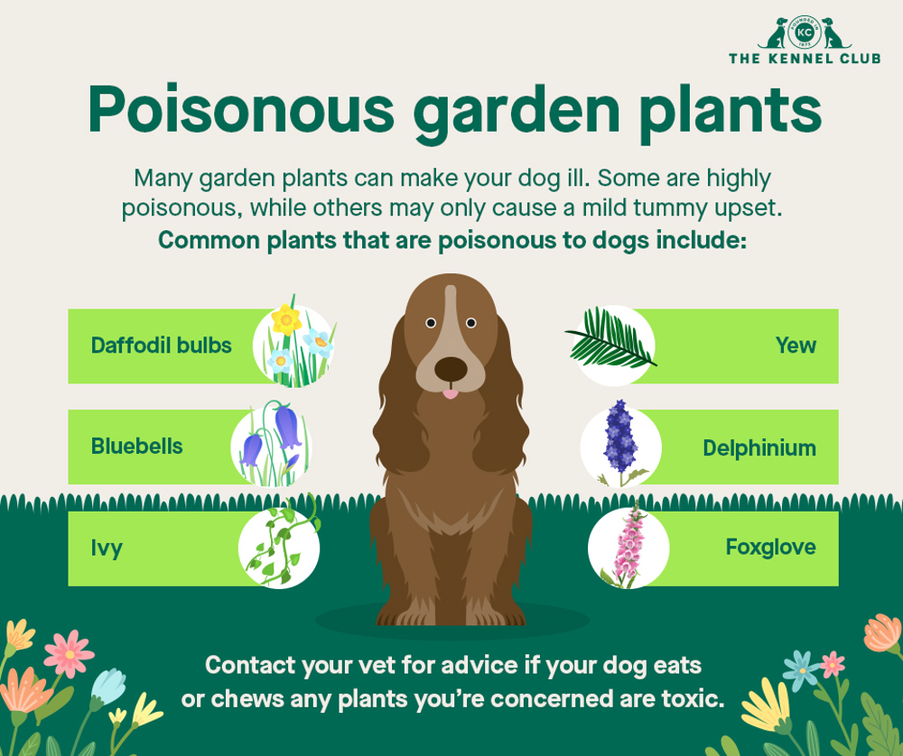 Infographic about poisonous garden plants