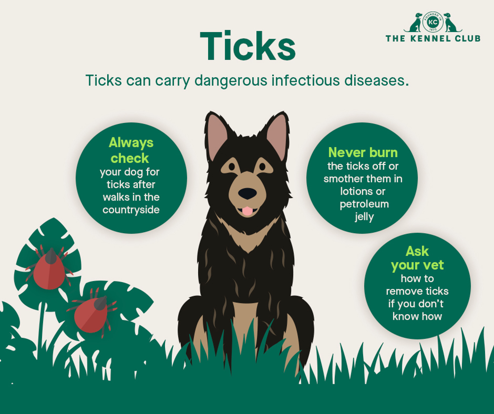 Infographic about ticks