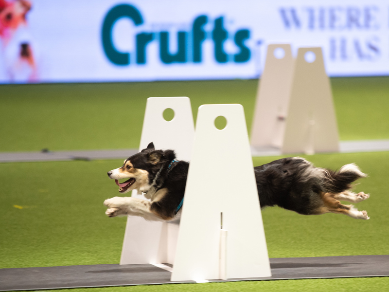 YKC flyball in the main ring