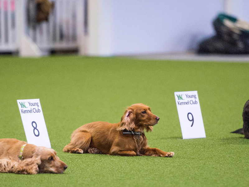 Obedience dogs laying down in the ring