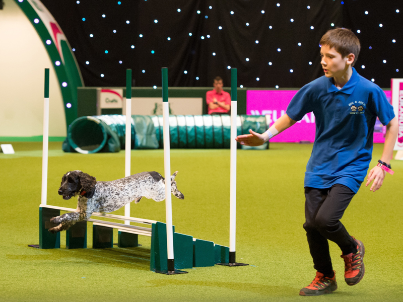YKC member competing with their agility dog