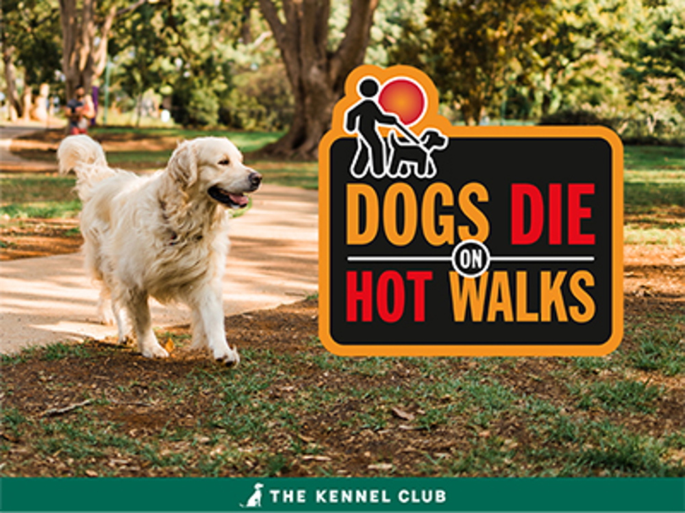 Infographic about dogs die on hot walks