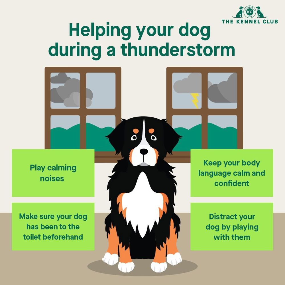 Infographic about helping your dog during a thunderstorm