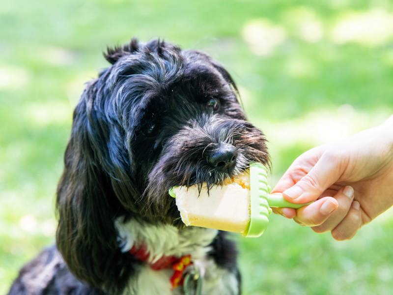 Dog eating treat in garden