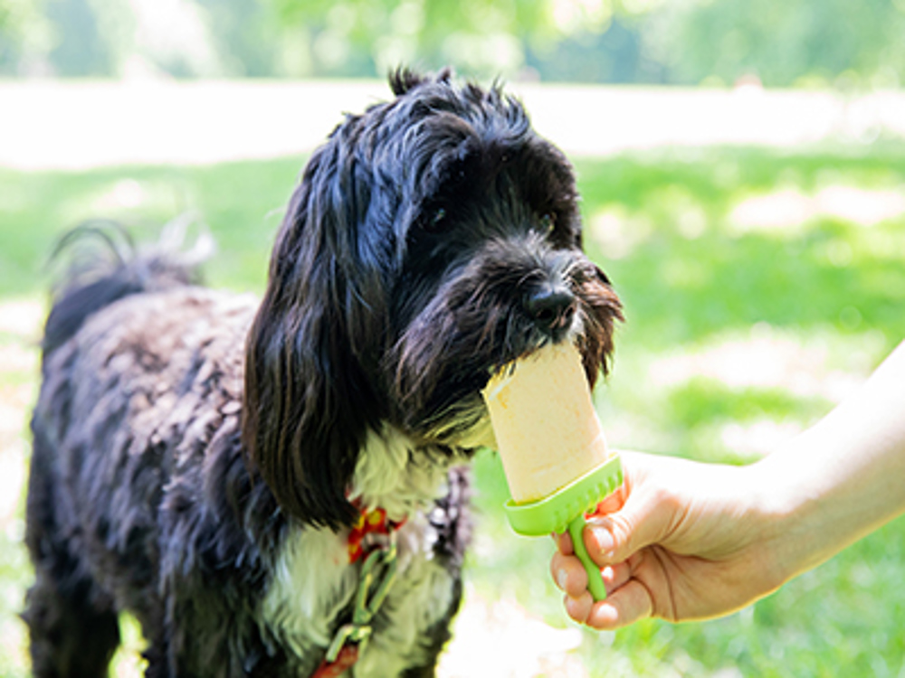 Dog eating ice lolly on a hot day