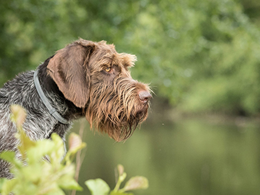 German Wirehaired Pointer looking into distance next to water