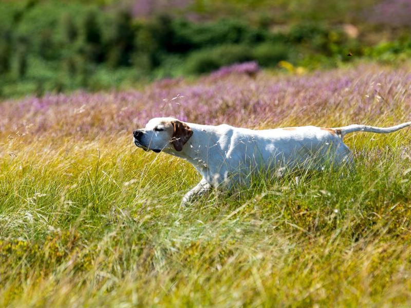 Pointer in a field with long grass