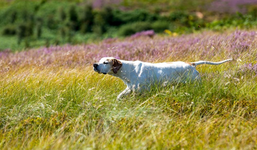 Pointer in a field with long grass