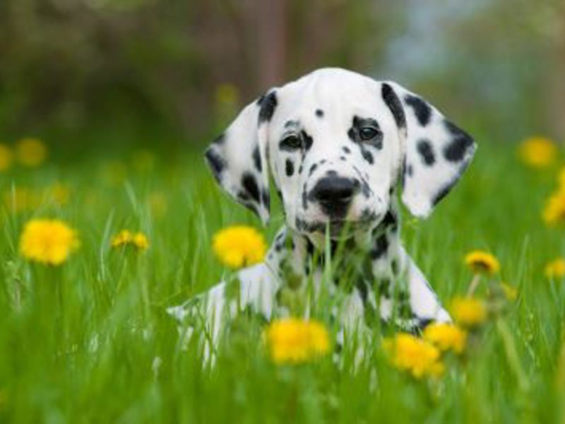 Dalmatian puppy laying on grass
