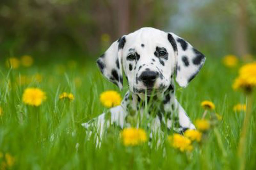 Dalmatian puppy laying on grass
