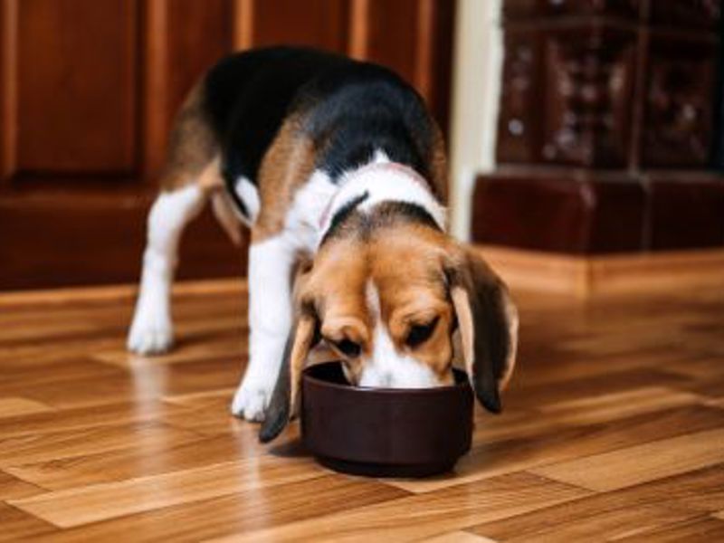 Beagle puppy eating from dog bowl