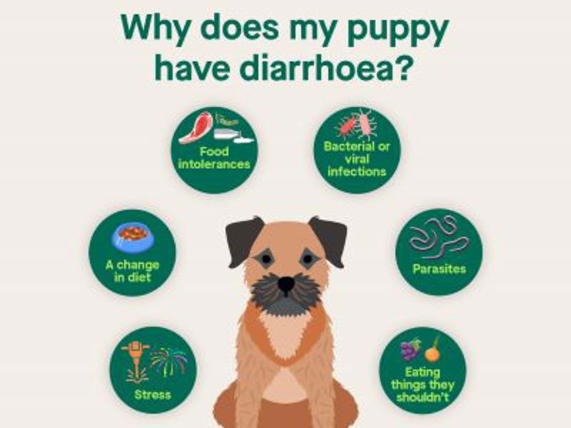 Infographic about puppy diarrhoea