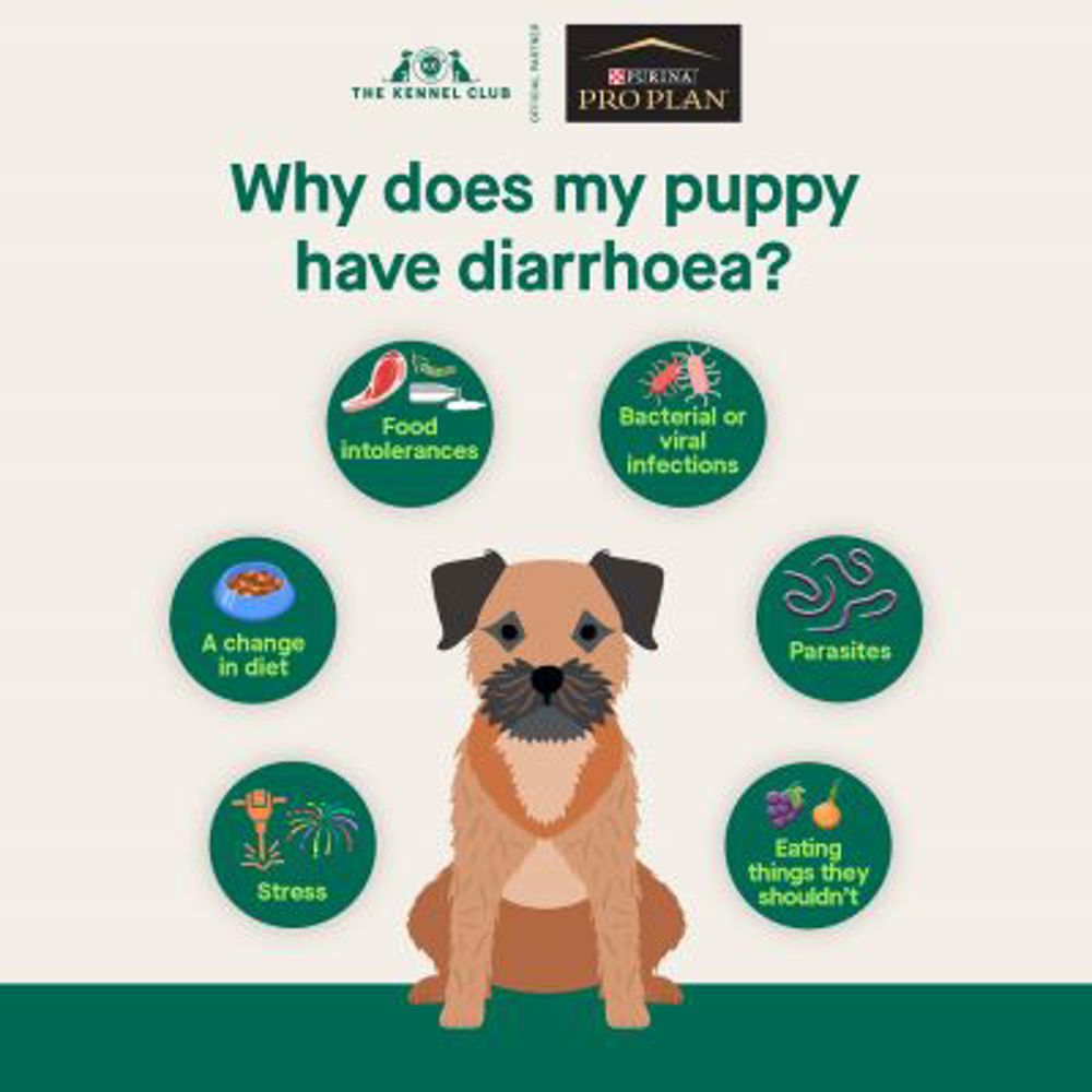 Infographic about puppy diarrhoea