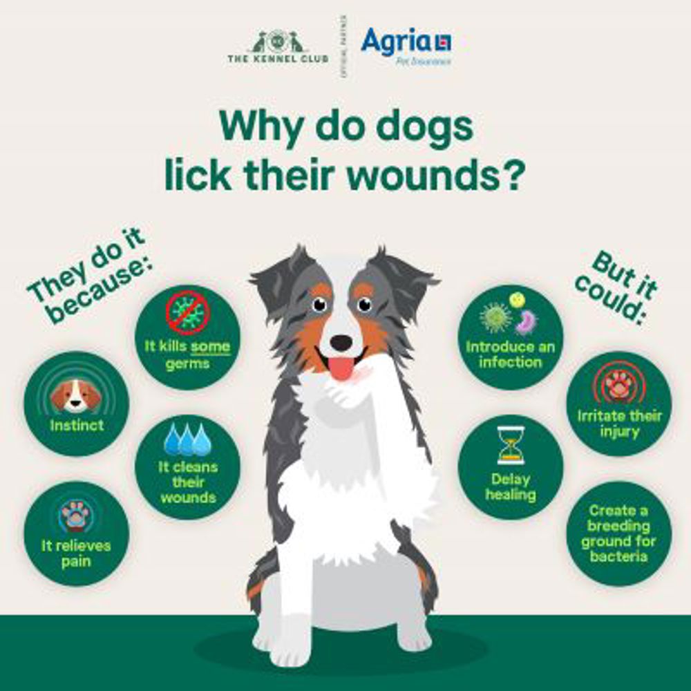 Why do dogs lick their wounds infographic