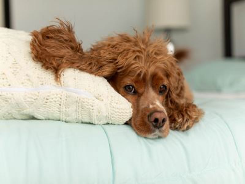 Dog laying on bed next to a pillow