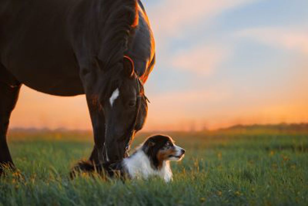 Dog and horse in a field