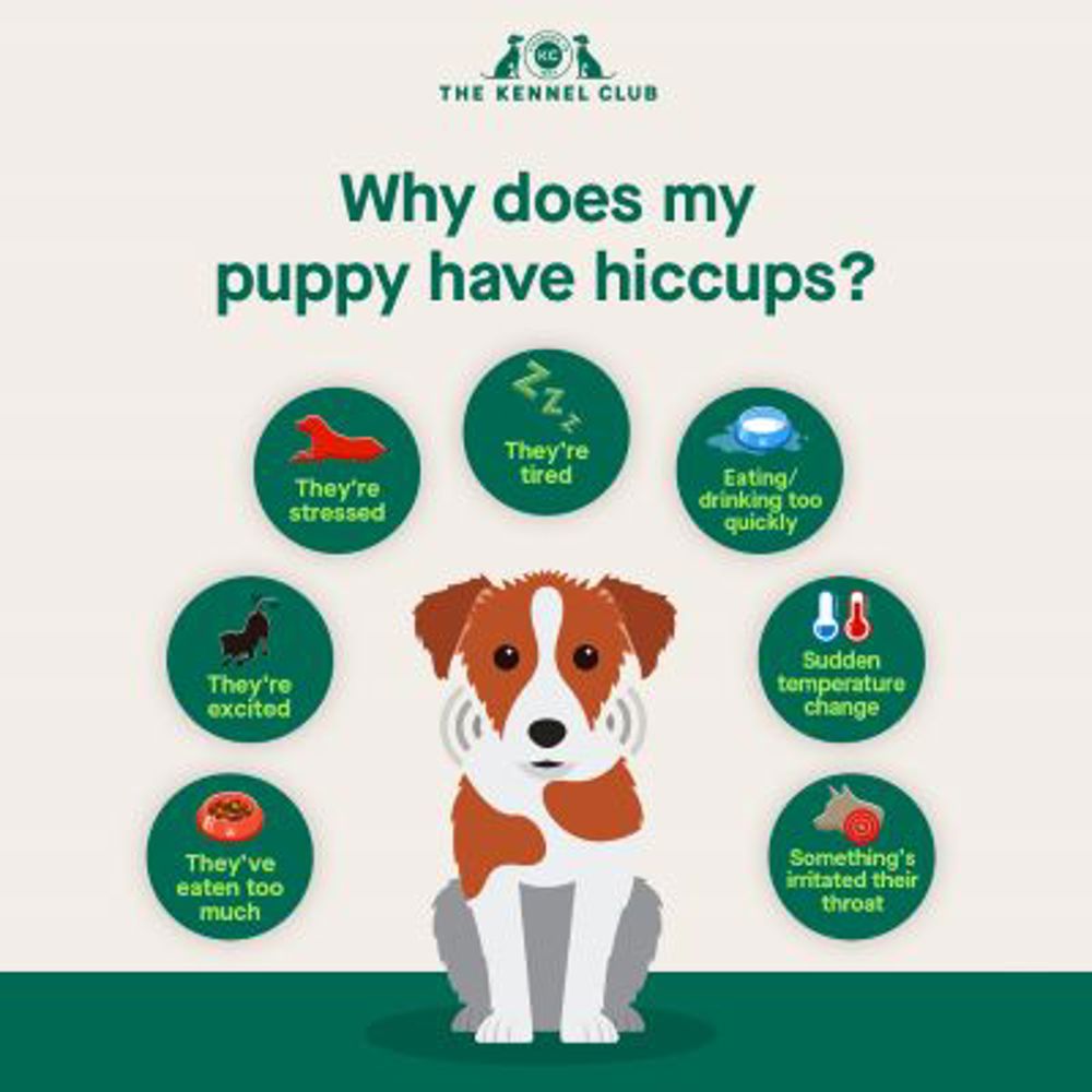 Why does my puppy have hiccups infographic