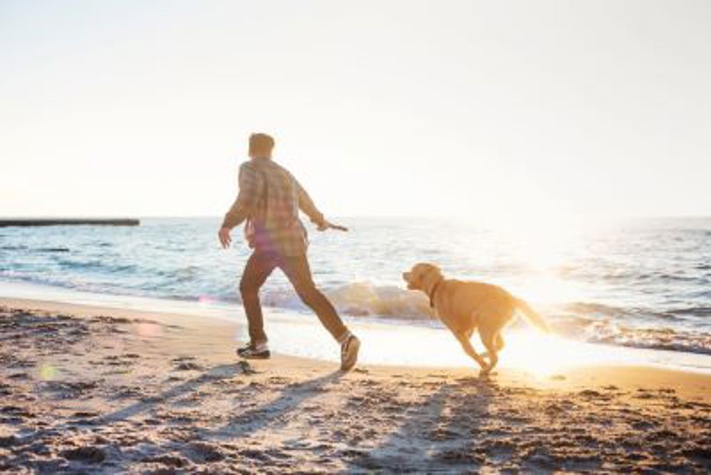 Dog running on beach with owner