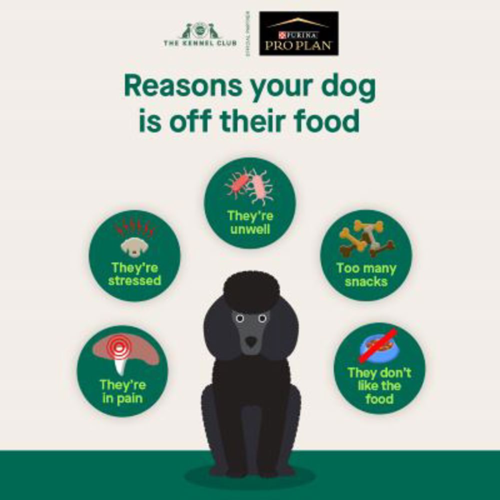 Reasons your dog is of their food infographic