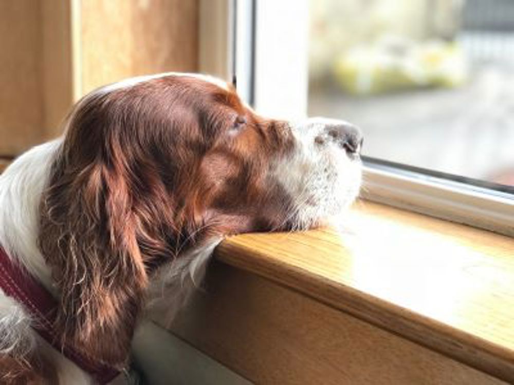 Dog sat looking out a window