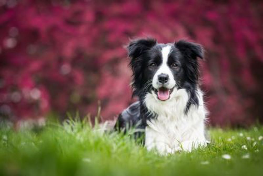 Border Collie laying on grass showing tongue