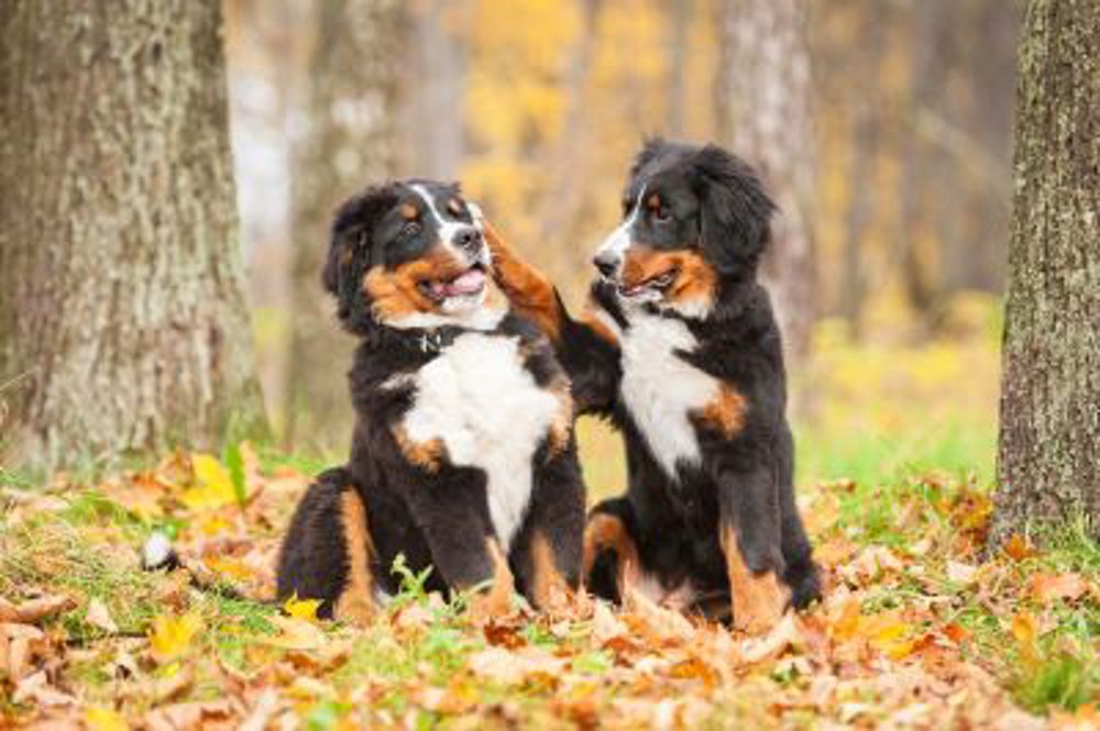 two Bernese Mountain Dogs sat next to each other in a forest