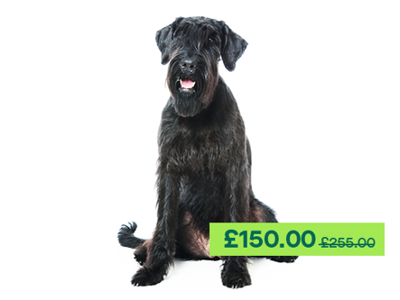 Giant Schnauzer sitting down looking at the camera