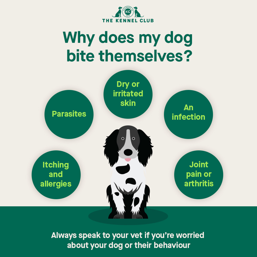 Why does my dog bite themselves infographic