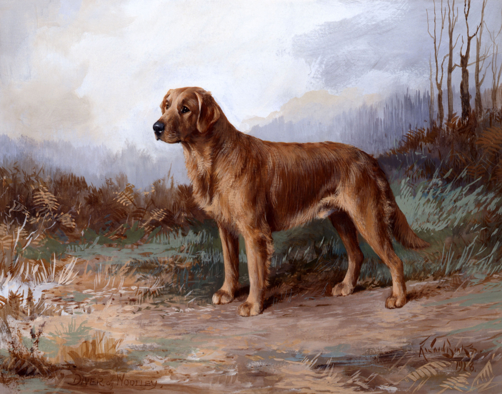 Diver of Woolley by Reuben Ward Binks. Image credit: Lorna, Countess Howe’s Labrador Retrievers by Reuben Ward Binks, gouache, signed and dated 1923. Courtesy of the Kennel Club.