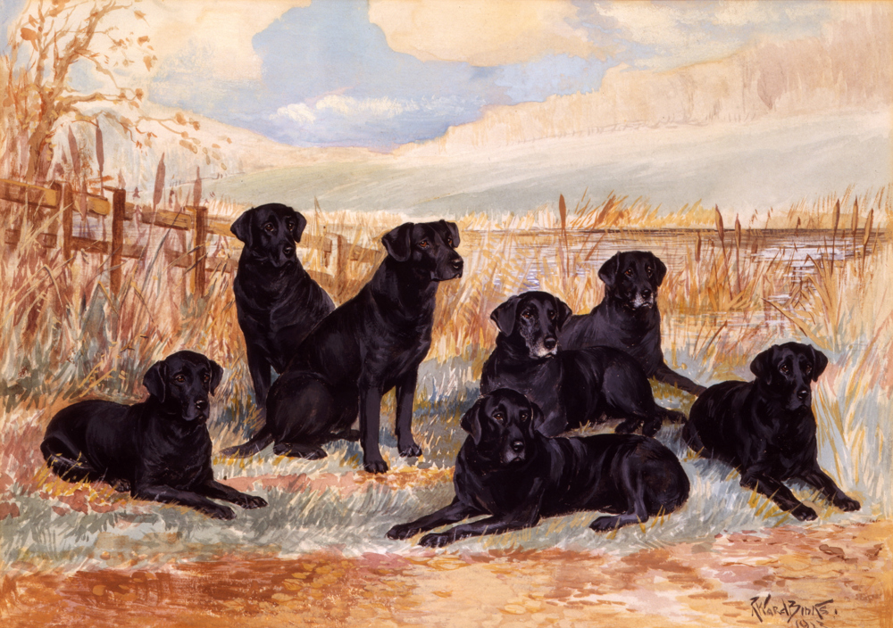 Lorna, Countess Howe's Labradors by Reuben Ward Binks. Image credit: Mrs Cottingham’s Golden Retriever Ch Diver of Woolley by Reuben Ward Binks, gouache, signed and dated 1928. Courtesy of the Kennel Club.