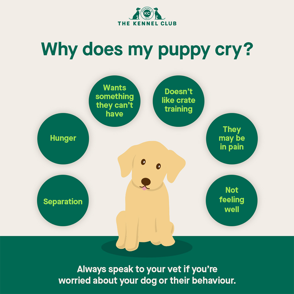 why-does-my-new-puppy-cry-the-kennel-club