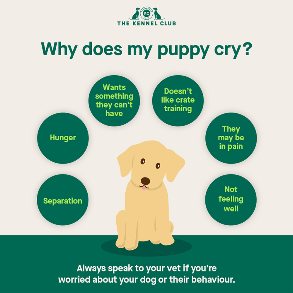 Why does my puppy cry infographic