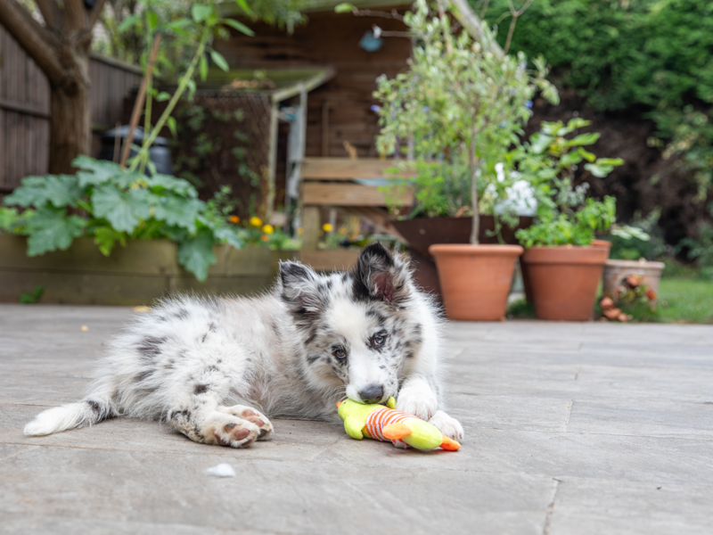 More than a quarter of puppy buyers admit they wouldn’t be able to spot a rogue breeder.
