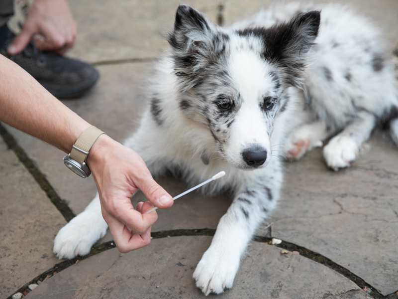 Our DNA Testing Services have been developed to promote responsible dog breeding. Find out more about DNA testing here.