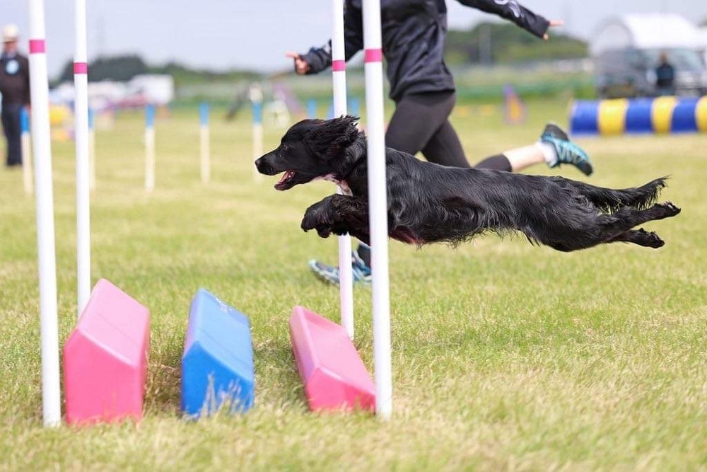 YKC Agility Dog of the Year Crufts 2025 Qualifier 1 August