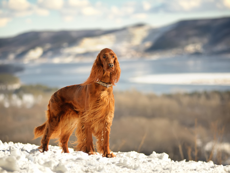Irish Setter in the snow | The Kennel Club