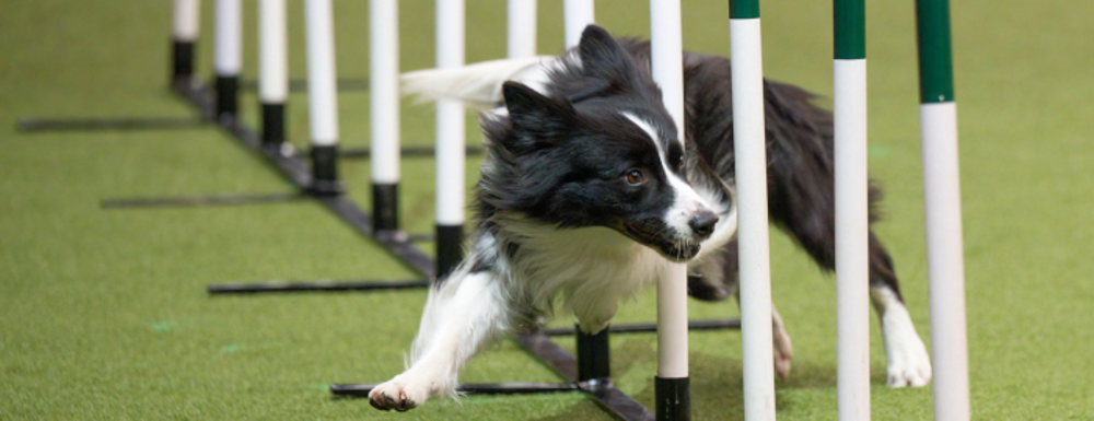 The Kennel Club: Crufts 2024 | Find more information and learn how to get started in agility now!
