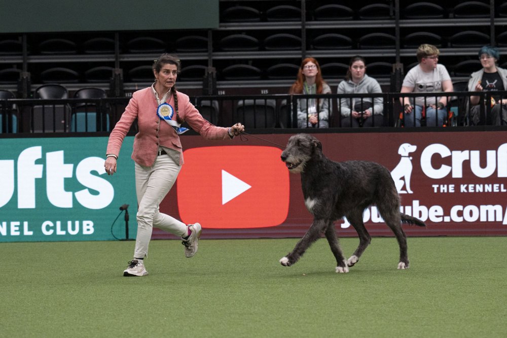 Irish Wolfhound from Italy crowned UK's top Vulnerable Breed at Crufts 2024. Crufts Vulnerable Breed Competition winner Credit BeatMedia - The Kennel Club