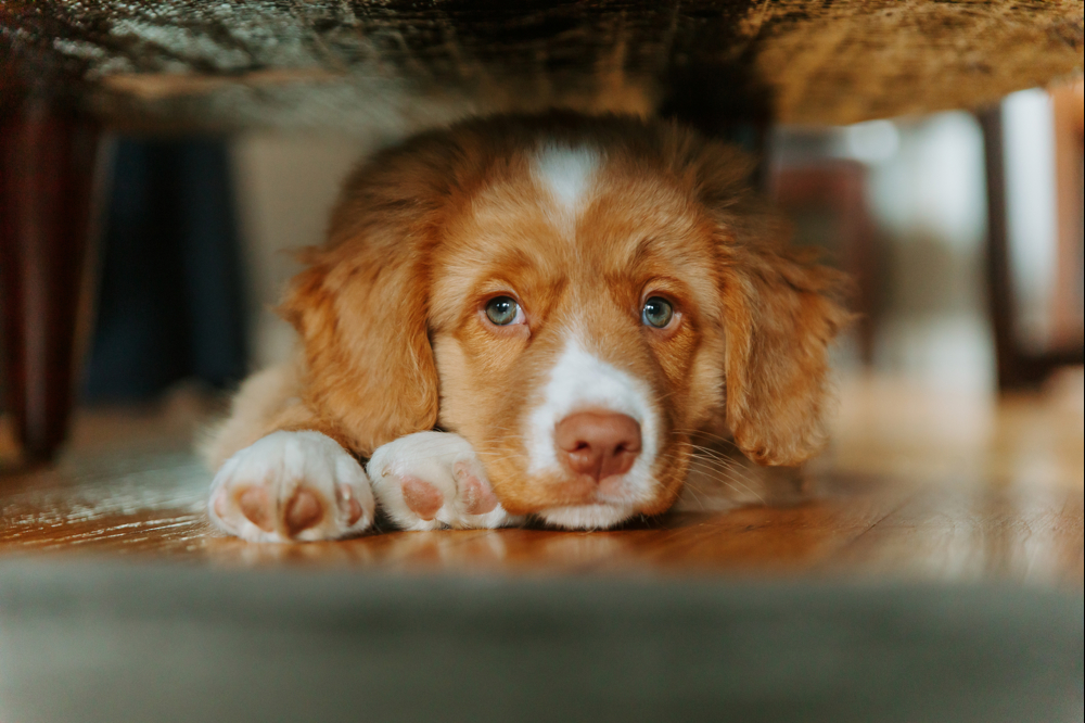 Puppy laying under chair