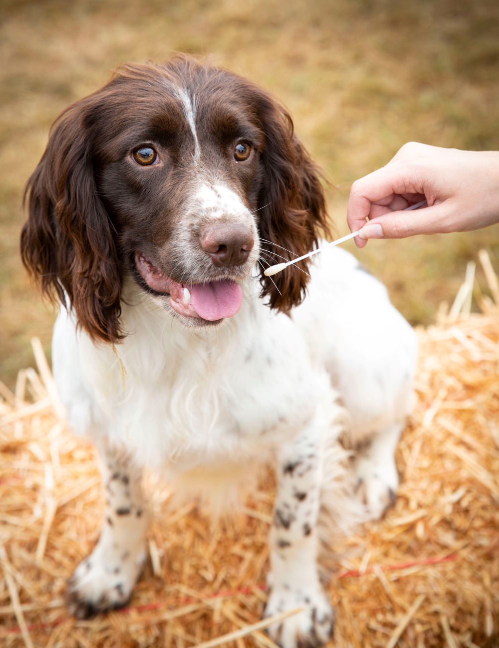 DNA Testing Services- English Springer Spaniel. Credit The Kennel Club and James Robinson