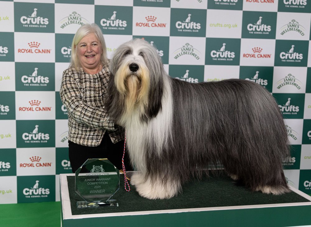 Bearded Collie from Yorkshire wins major award at world's most famous dog show. Crufts Junior Warrant winner Linda and Cash Credit BeatMedia | The Kennel Club