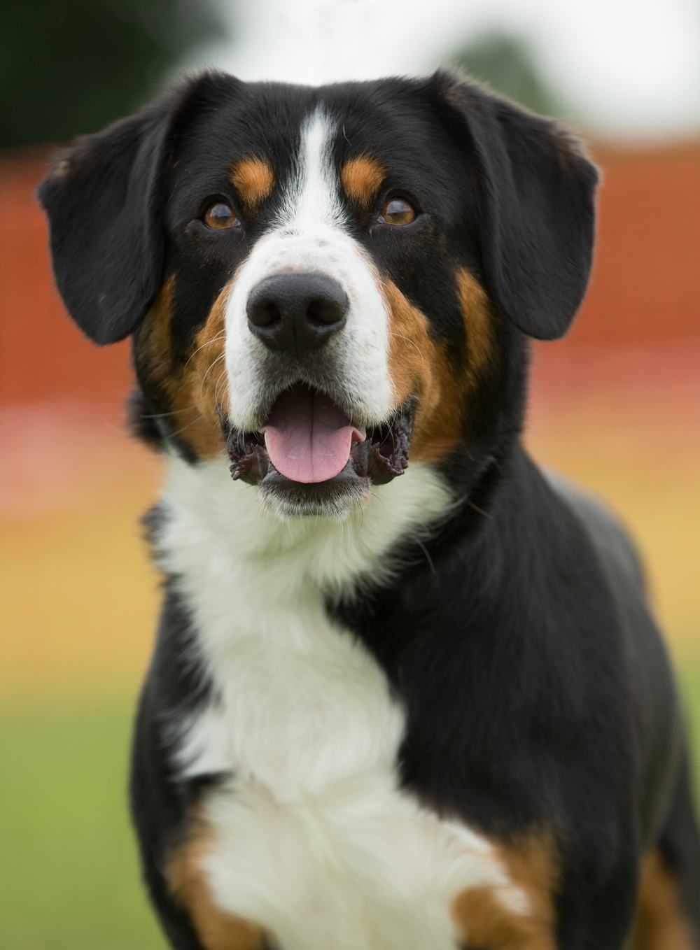 More imported register breeds competing at Crufts than 2023 | The Kennel Club
Entlebucher Mountain Dog
