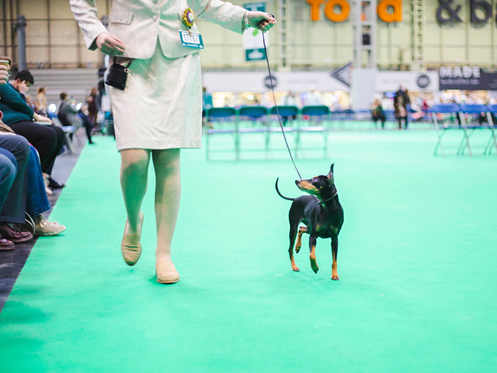 Crufts 2024 early and late starts | The Kennel Club