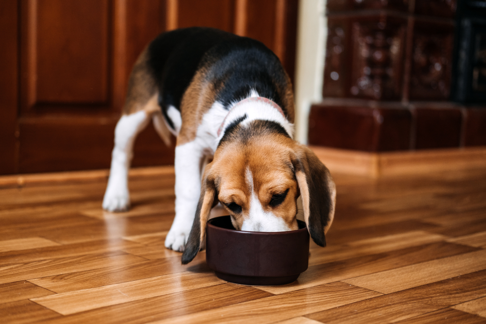 Beagle dog eating from a food bowl