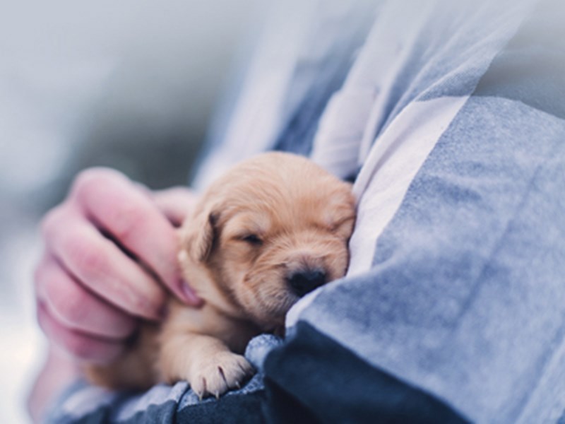 Puppy being held by human