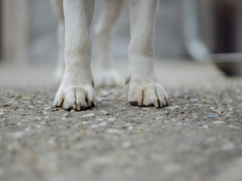 Dogs feet shown on tarmac